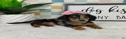 Miniature Dachshund dogs for sale: Dior - Ad 2