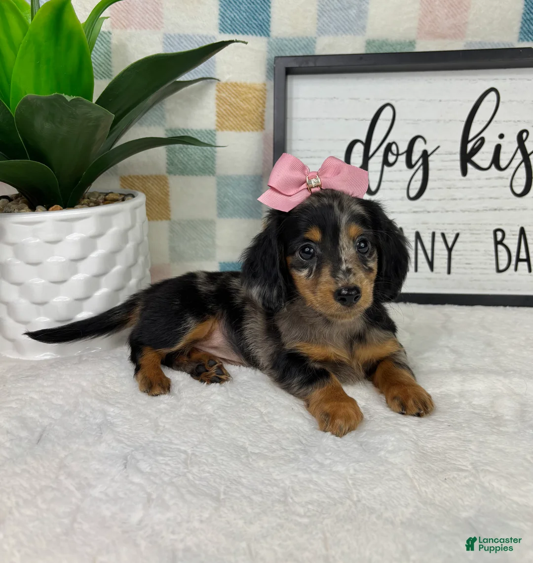 Miniature Dachshund dogs for sale: Dior - Ad 2