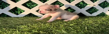 French Bulldog 4