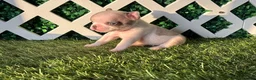 French Bulldog dogs for sale: French Bulldog 4 - Ad 1
