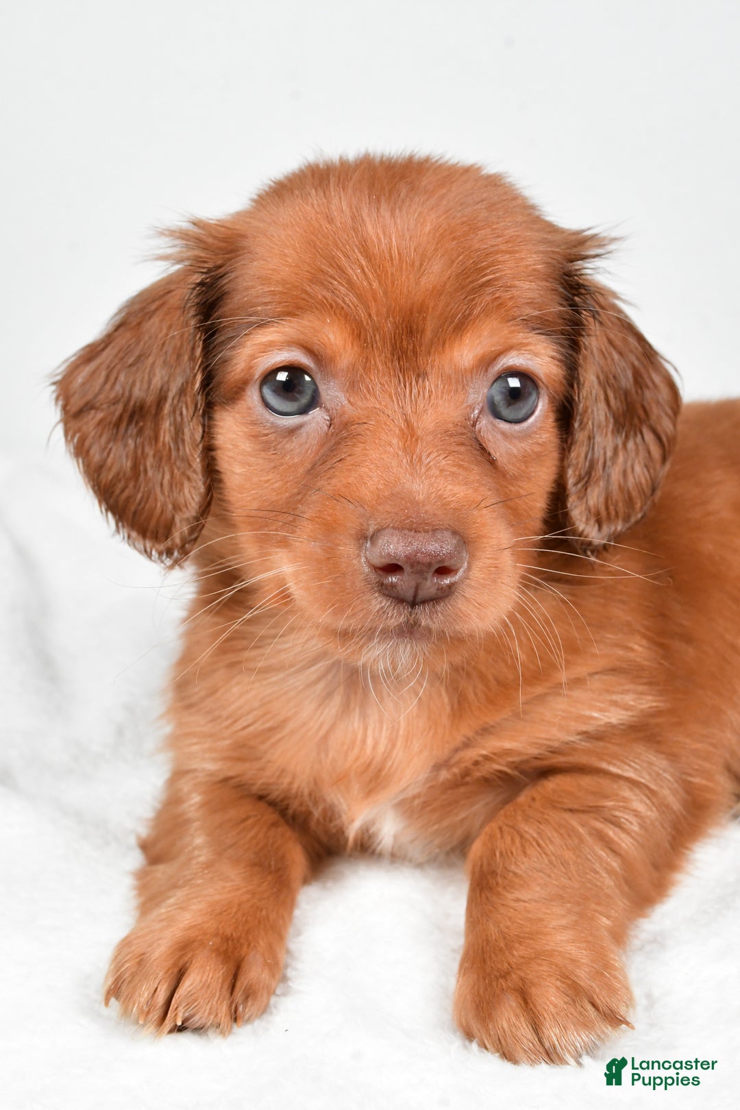 Miniature Dachshund dogs for sale: Banks - Ad 8