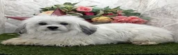 Havanese dogs for sale: Havanese 1 - Ad 2