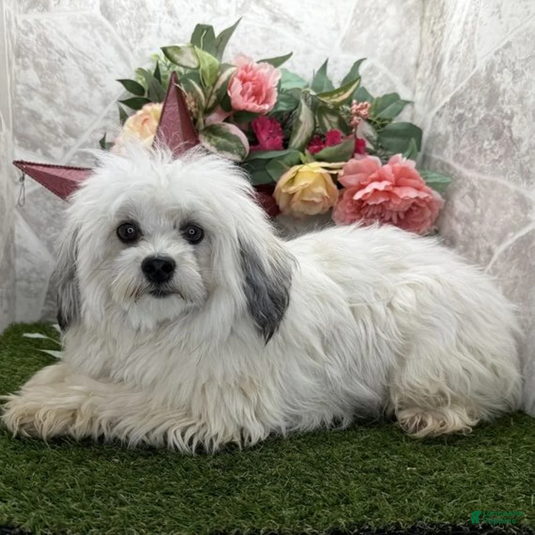 Havanese dogs for sale: Havanese 1 - Ad 2