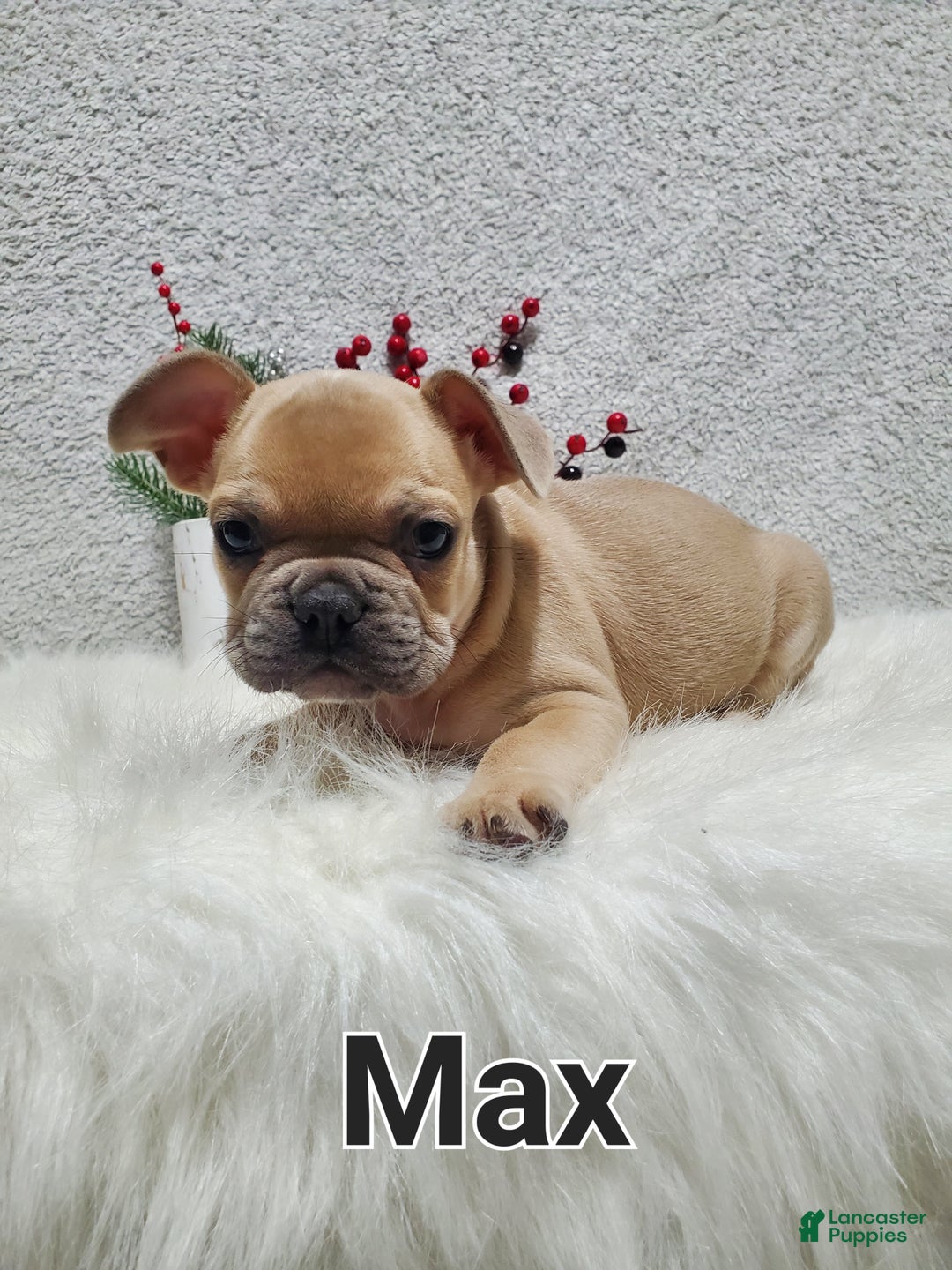 French Bulldog dogs for sale: Max - Ad 2