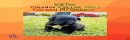 Mixed Breed dogs for sale:  ⭐ Viktor — Orange Collar • Male Golden Mountain Doodle - Ad 2