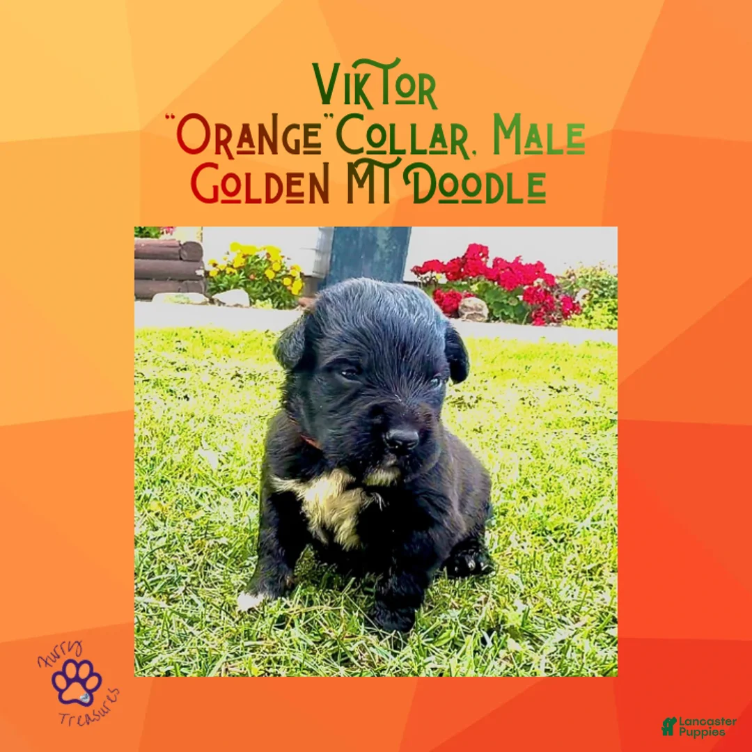 Mixed Breed dogs for sale:  ⭐ Viktor — Orange Collar • Male Golden Mountain Doodle - Ad 2