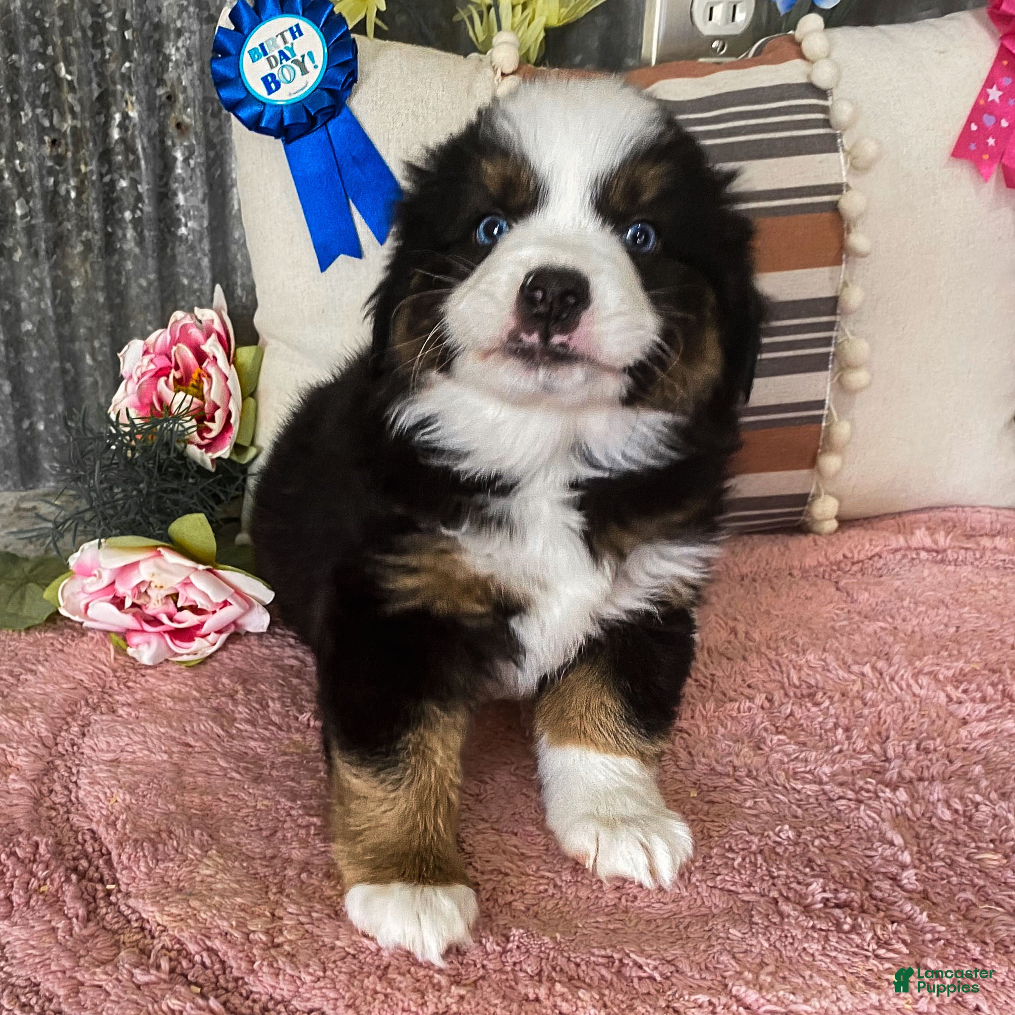 Miniature Australian Shepherd dogs Snap Miniature Australian Shepherd Puppy  - Ad 1