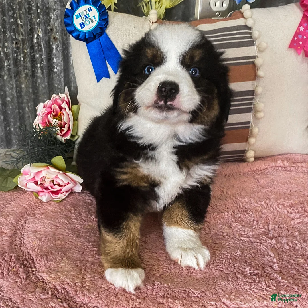 Miniature Australian Shepherd dogs for sale: Snap Miniature Australian Shepherd Puppy  - Ad 1