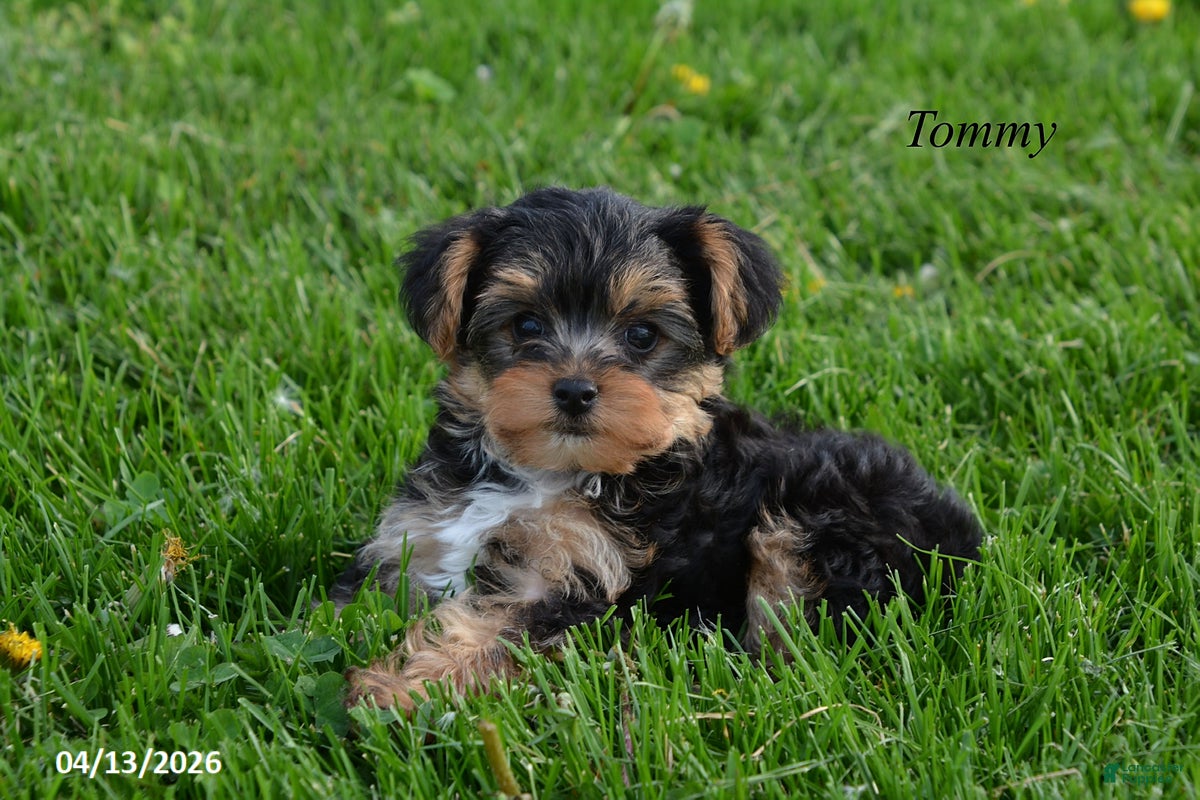 Yorkiepoo dogs Teddy - Ad 1