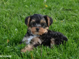 Yorkiepoo dogs for sale: Teddy - Ad 2