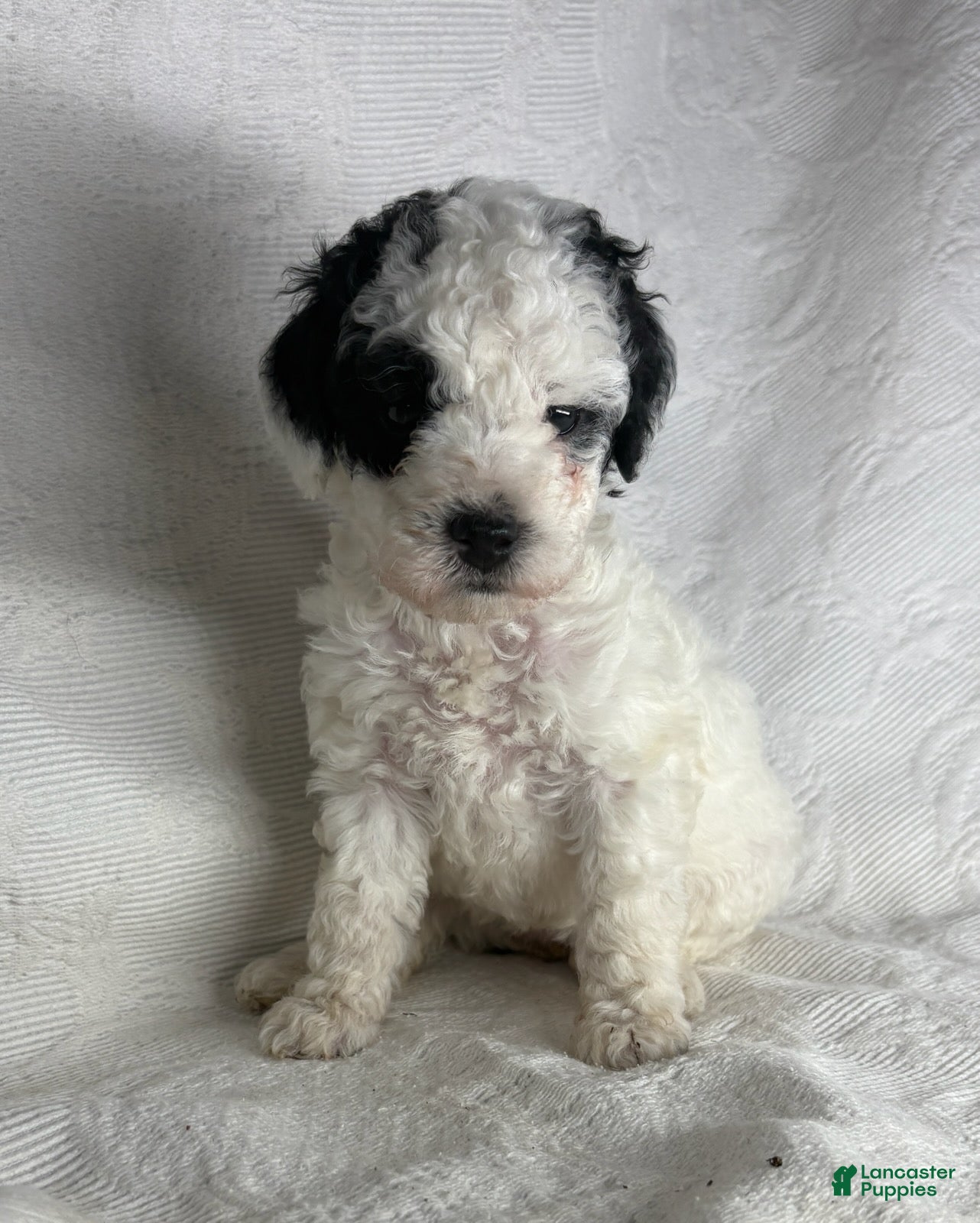 Miniature Poodle dogs Milly  - Ad 2