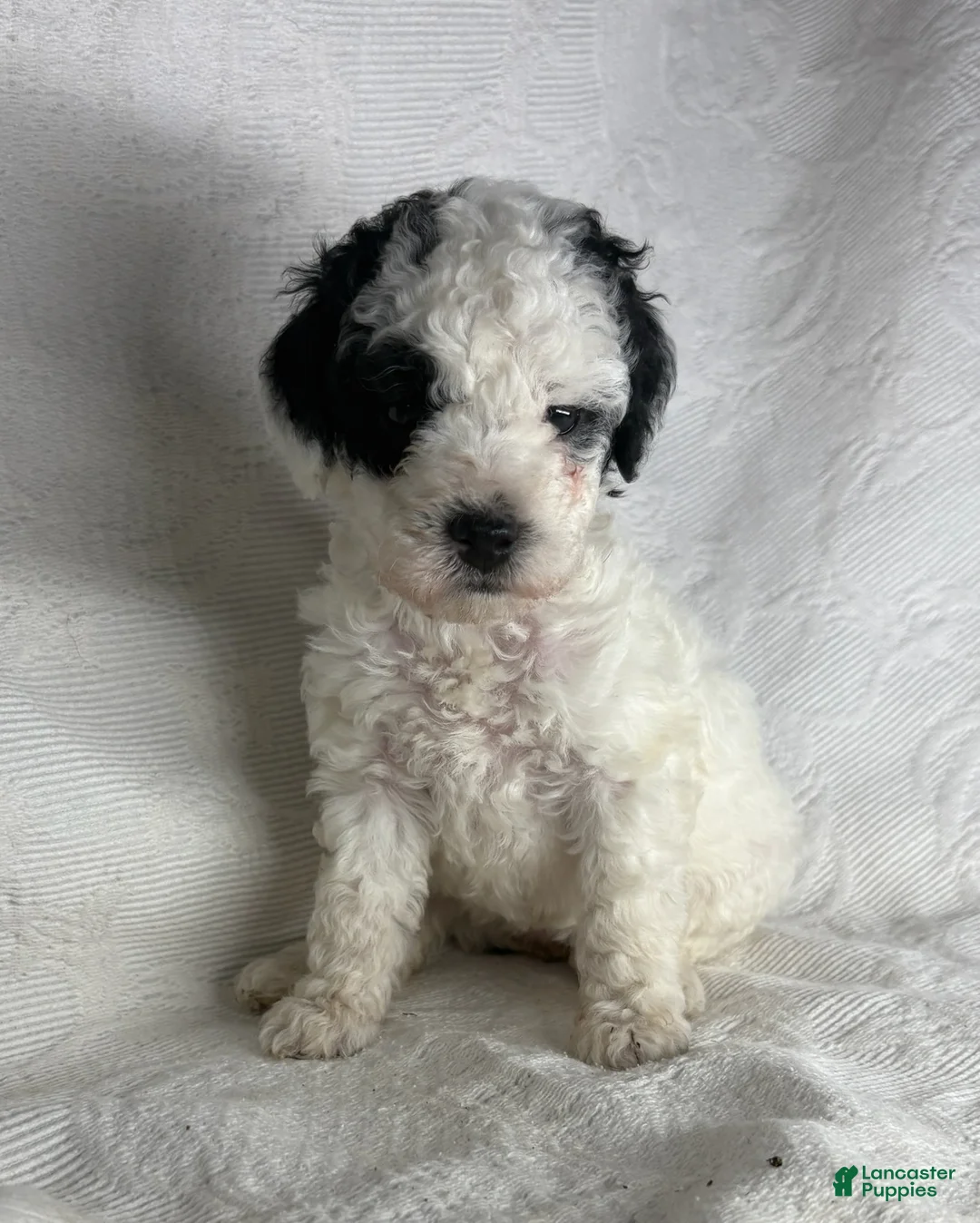 Miniature Poodle dogs for sale: Milly  - Ad 2