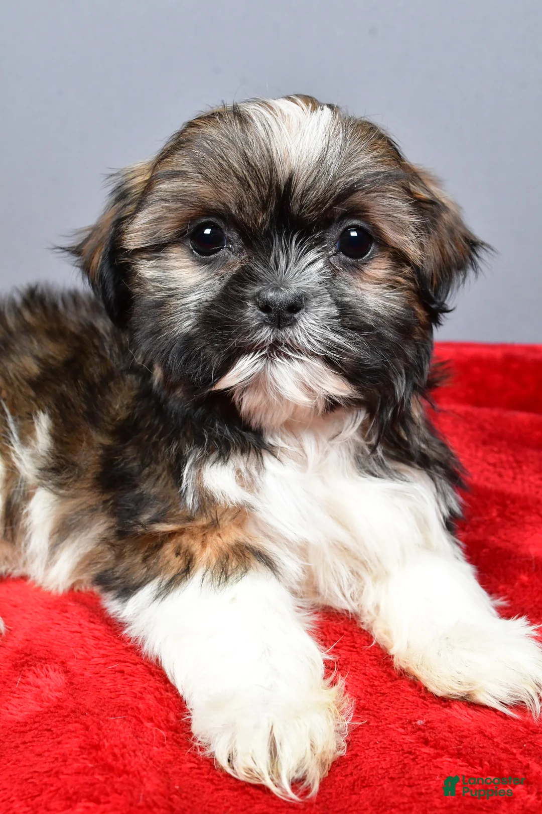 Shih Tzu dogs for sale: Nate - Ad 3