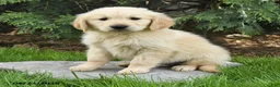 Golden Retriever dogs for sale: Sam - Ad 4