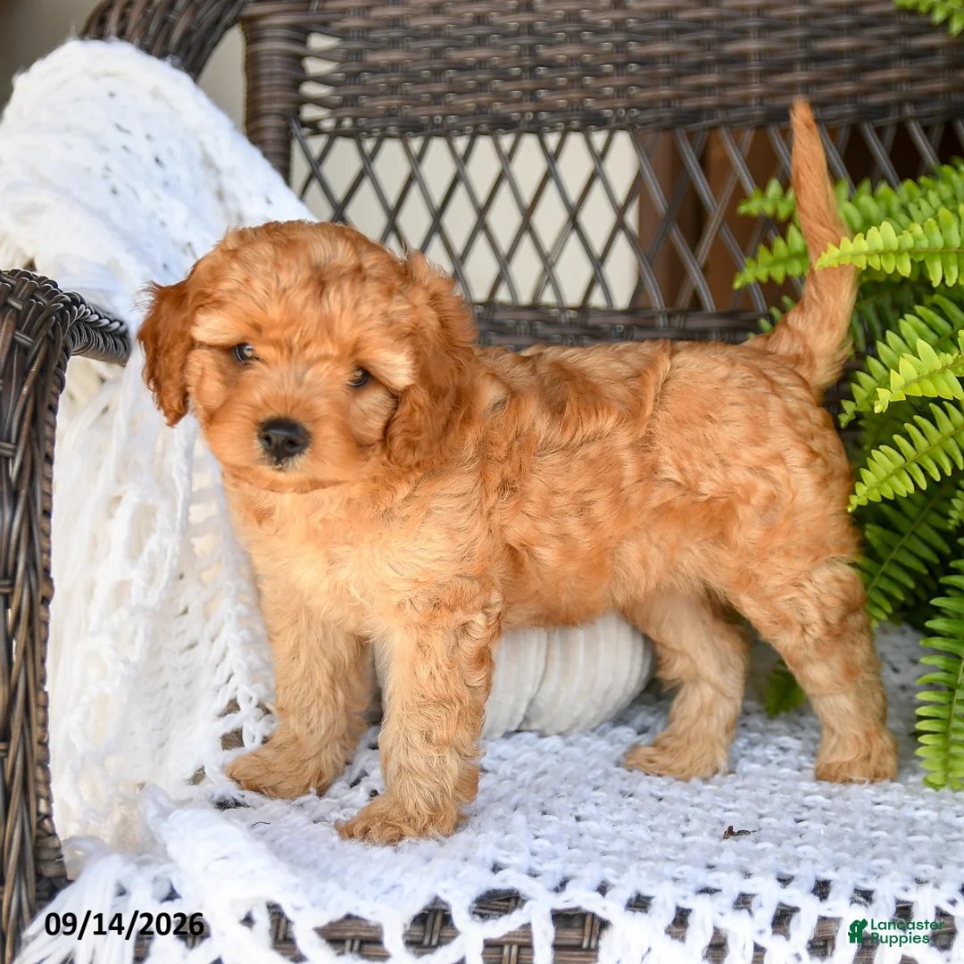 Cavapoo dogs for sale: Adrian - Ad 3