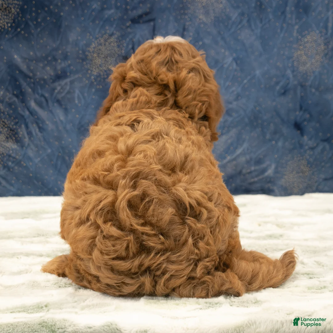 Cavapoo dogs for sale: Benson - Ad 6