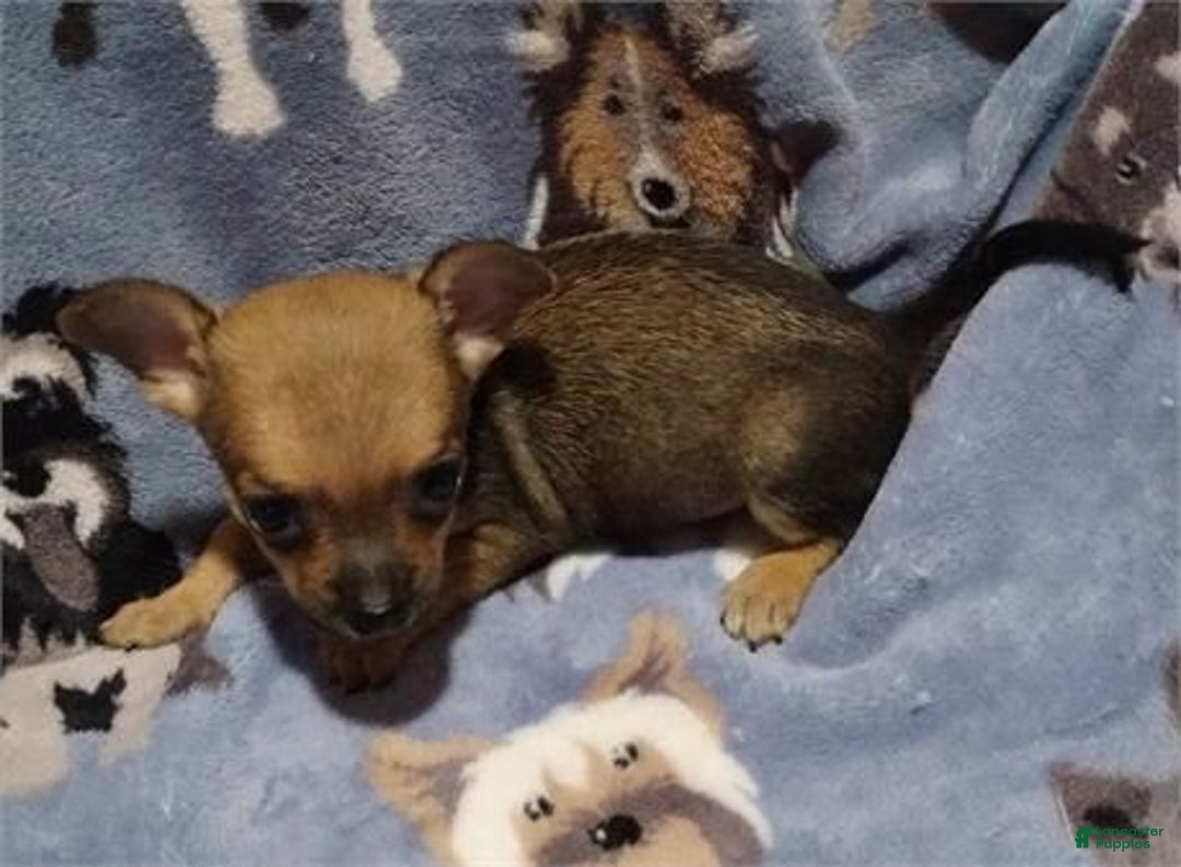Chihuahua dogs for sale: Charlie - Ad 1