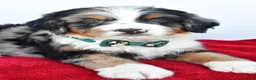 Mini Bernedoodle dogs for sale: Lucky - Ad 5