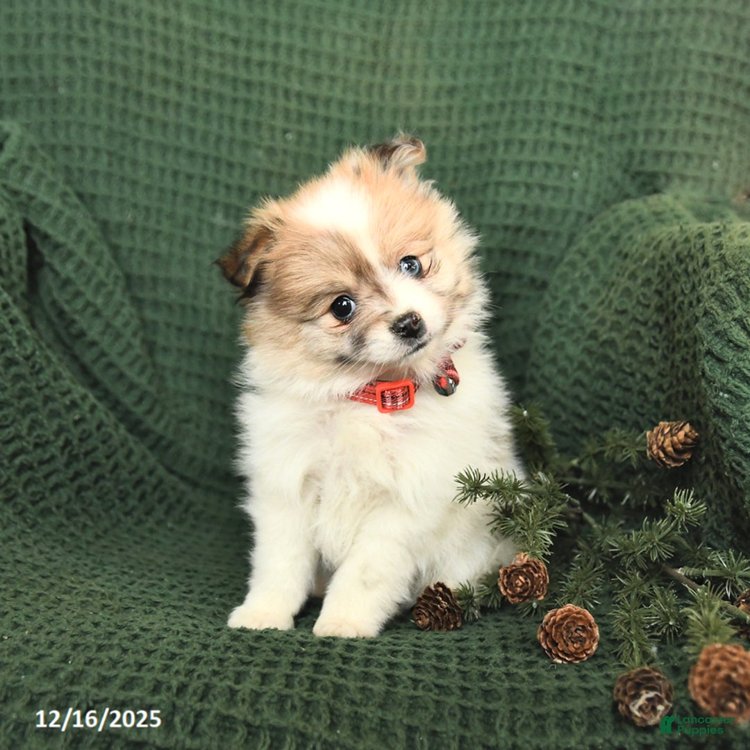 Pomeranian dogs for sale: Dolly - Ad 3