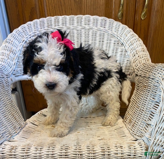 Mini Bernedoodle dogs Sweetie - Ad 36
