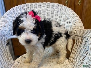 Mini Bernedoodle dogs Sweetie - Ad 4