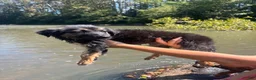 German Shepherd dogs for sale: German Shepherd 2 - Ad 17