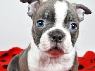 Boston Terrier dogs Rex - Ad 11