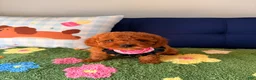Cavapoo dogs for sale: Cavapoo Puppy 4 - Ad 3
