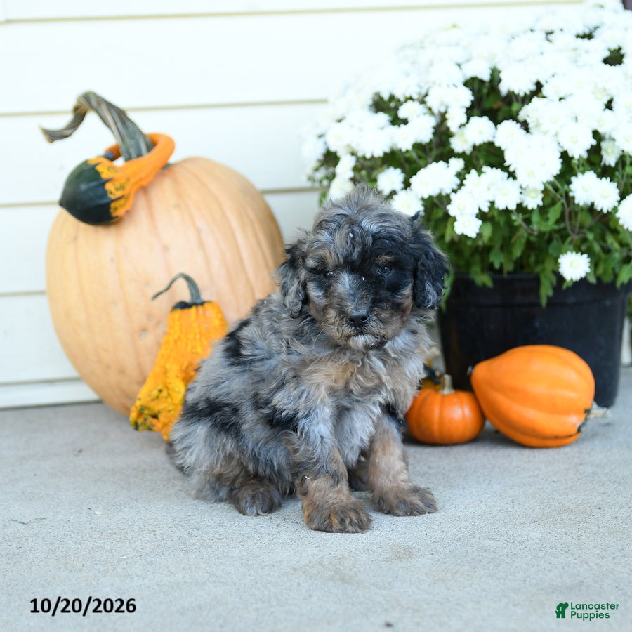 Mini Goldendoodle dogs for sale: France - Ad 2