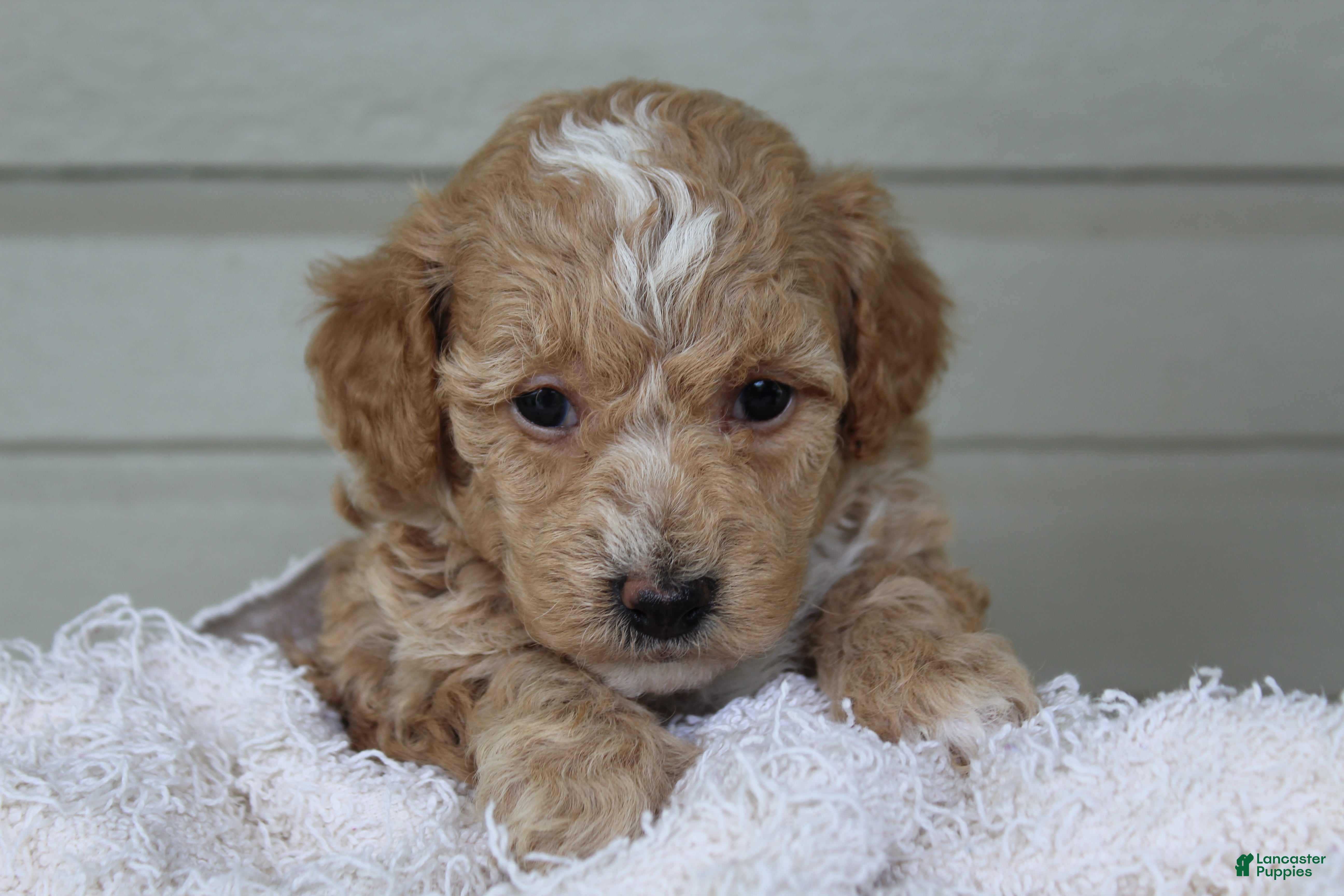 Havapoo dogs Myles - Ad 1