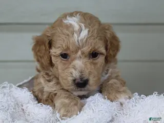 Havapoo dogs for sale: Myles - Ad 1