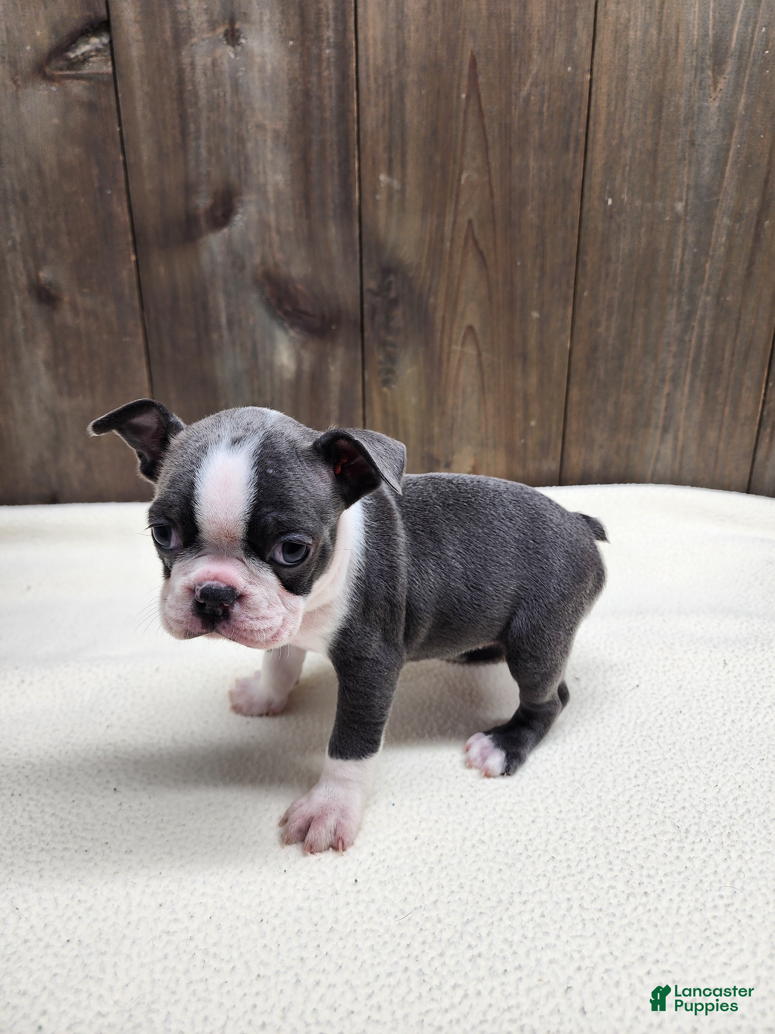 Boston Terrier dogs Boston Terrier Puppy 5 - Ad 12
