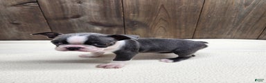 Boston Terrier Puppy 5
