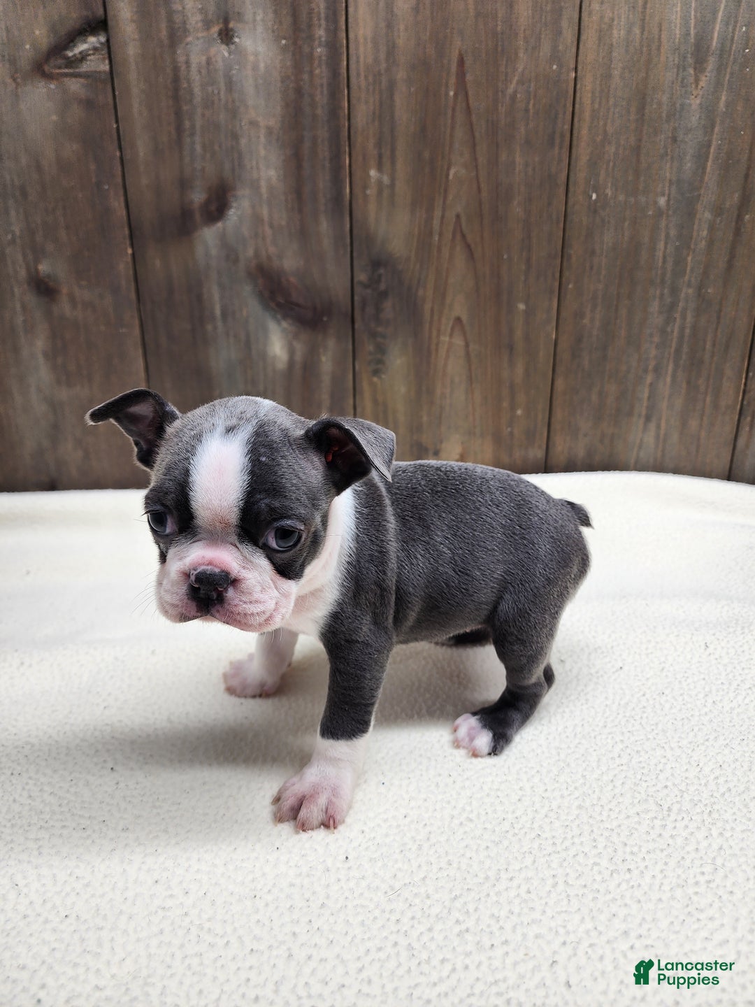 Boston Terrier dogs for sale: Boston Terrier Puppy 5 - Ad 1