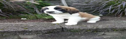 Saint Bernard dogs for sale: Ace - Ad 5
