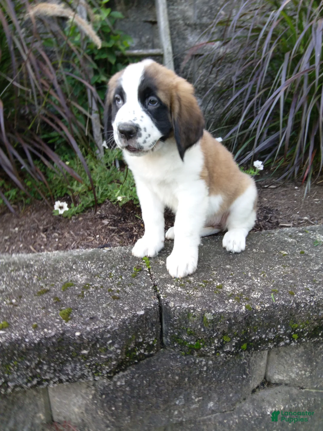 Saint Bernard dogs for sale: Ace - Ad 5