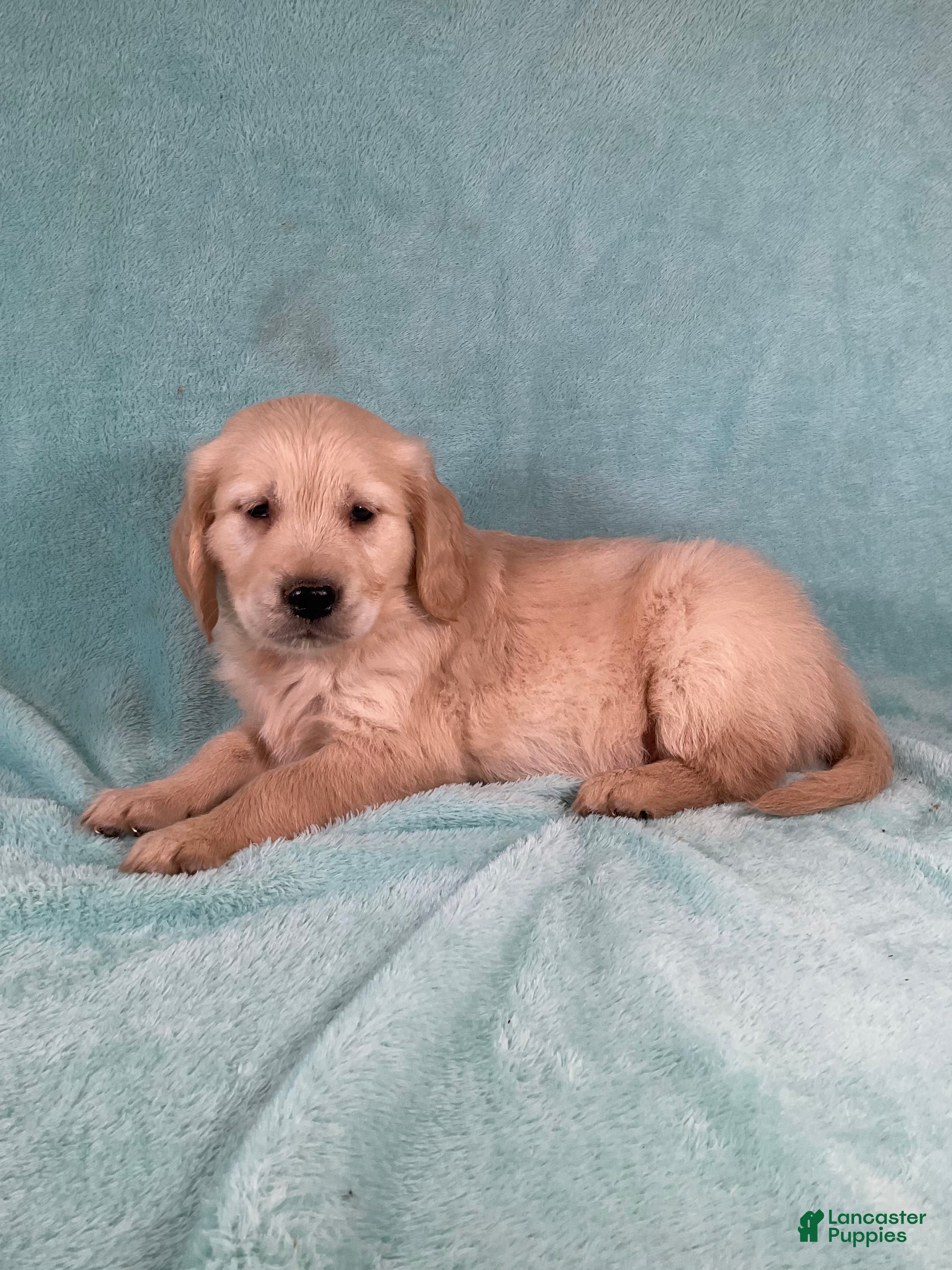 Golden Retriever dogs Jax - Ad 2