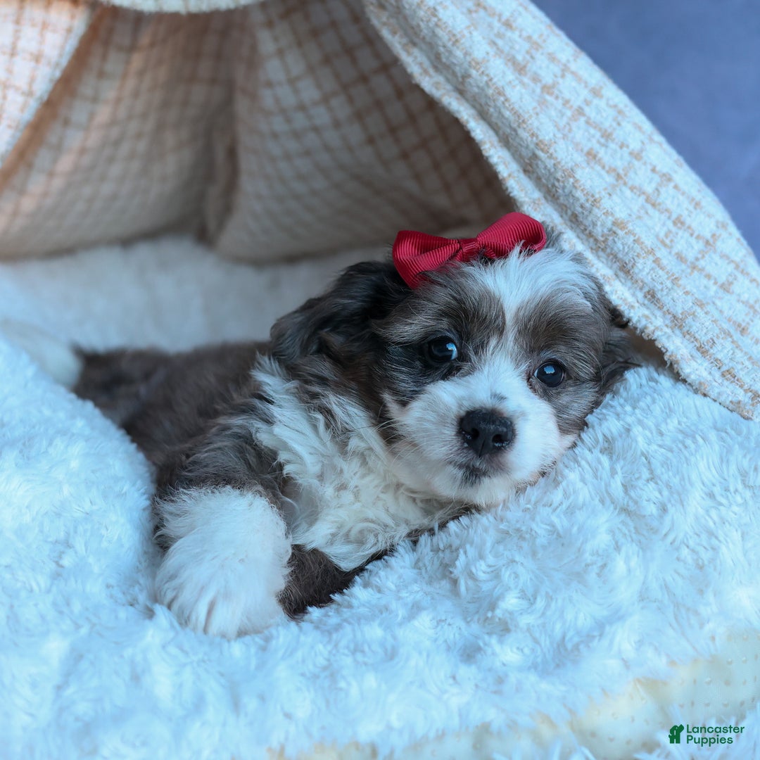 Mini Aussiedoodle dogs for sale: LEON - Ad 4