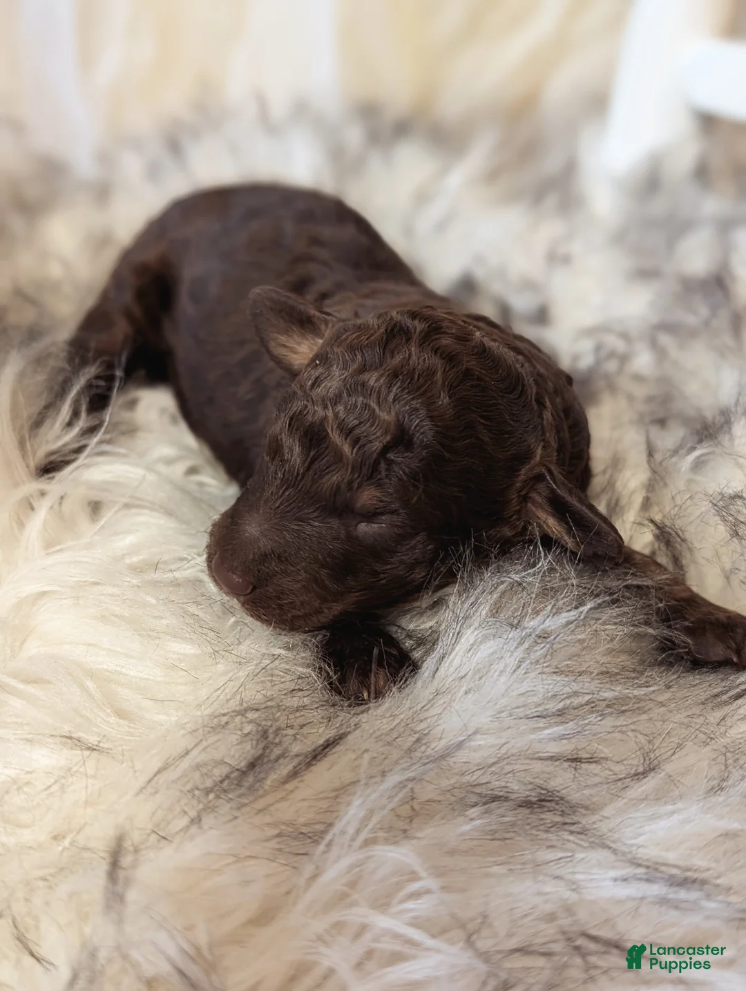 Mixed Breed dogs for sale: ROCKY - Ad 5