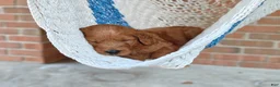 Goldendoodle dogs for sale: Rocky - Ad 14