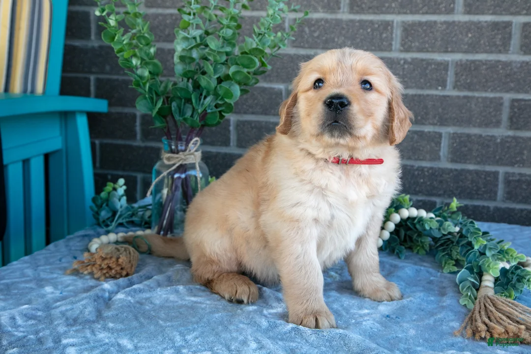 Golden Retriever dogs for sale: Phoenix - Ad 2