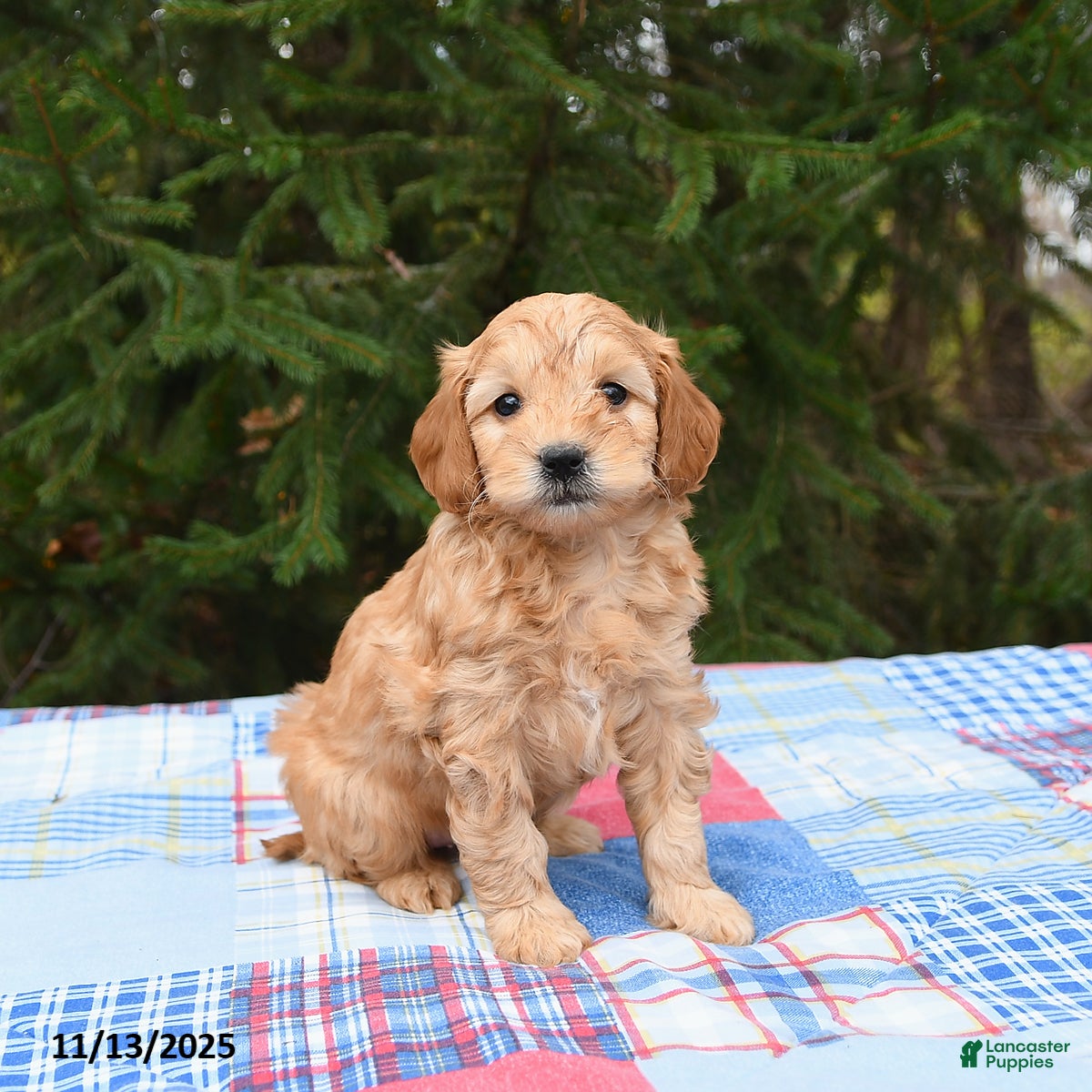 Mini Goldendoodle dogs Sunny  - Ad 37