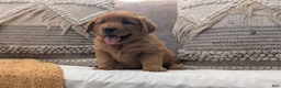 Golden Retriever dogs for sale: Benson - Ad 4