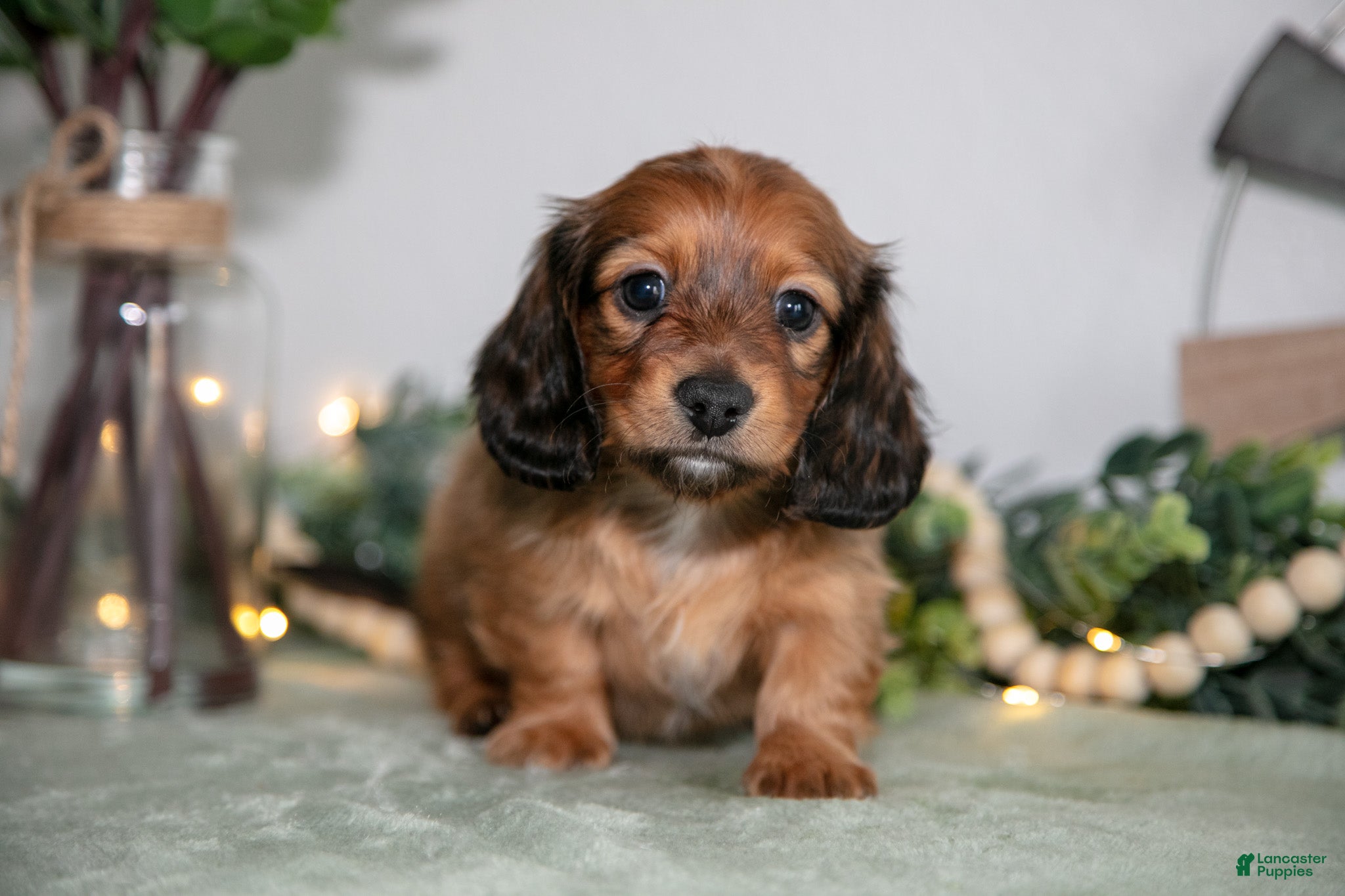 Miniature Dachshund dogs Holly - Ad 1