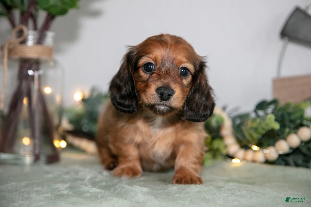 Miniature Dachshund dogs for sale: Holly - Ad 1