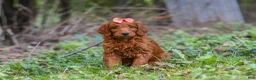 Goldendoodle dogs for sale: Bella - Ad 6