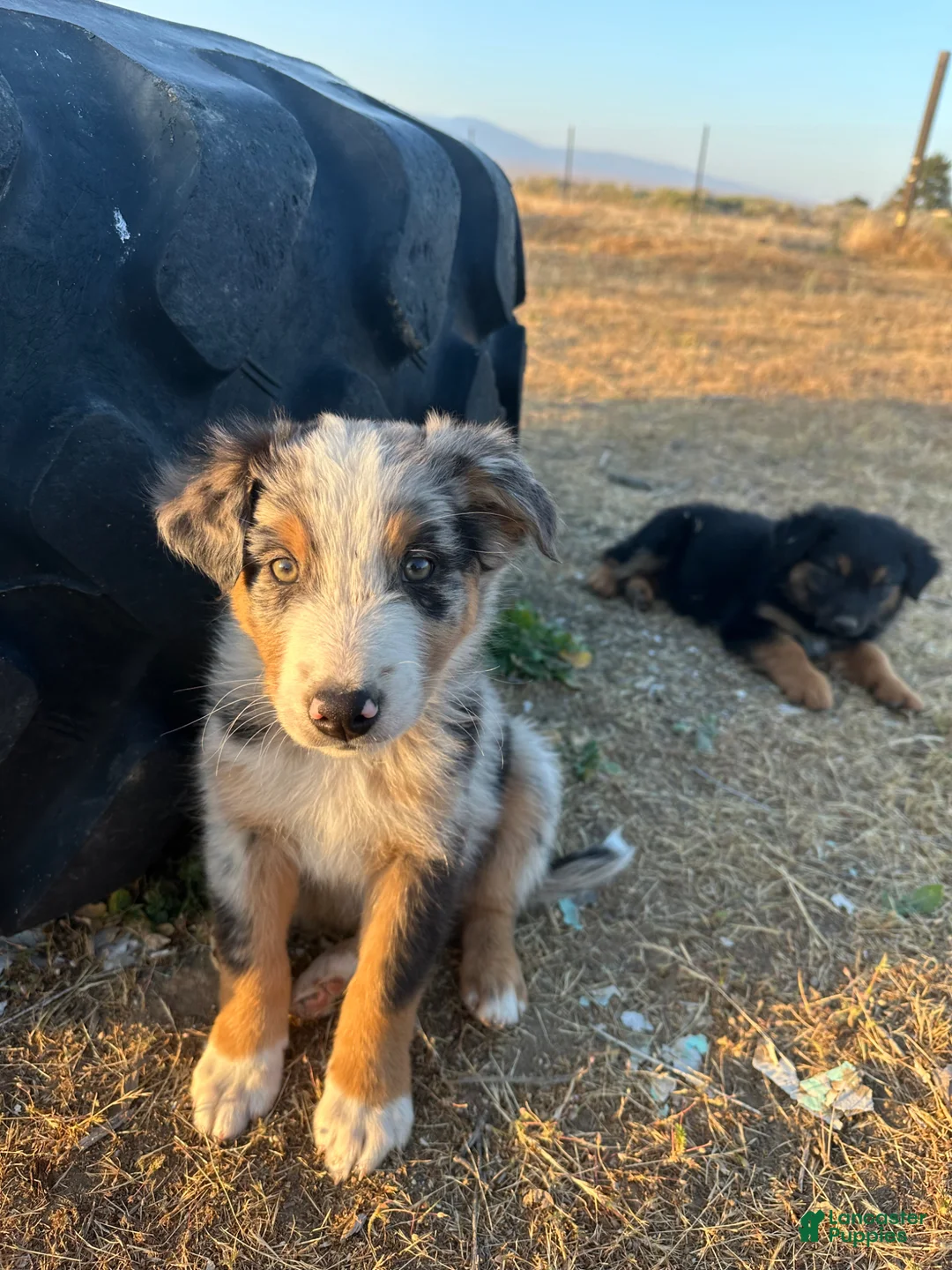 Mixed Breed dogs for sale: Porcini - Ad 1