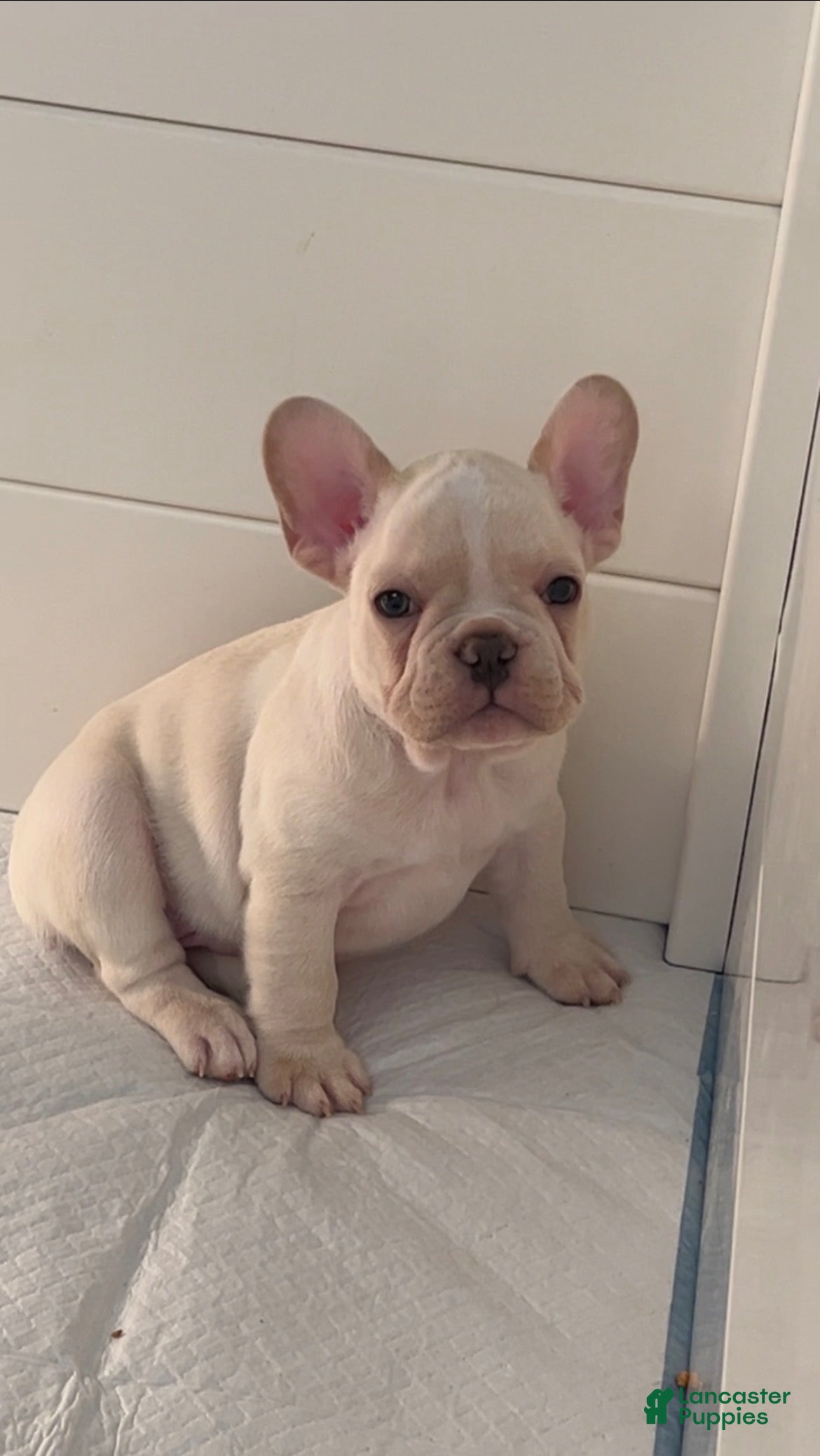 French Bulldog dogs for sale: Boy 1 - Ad 1