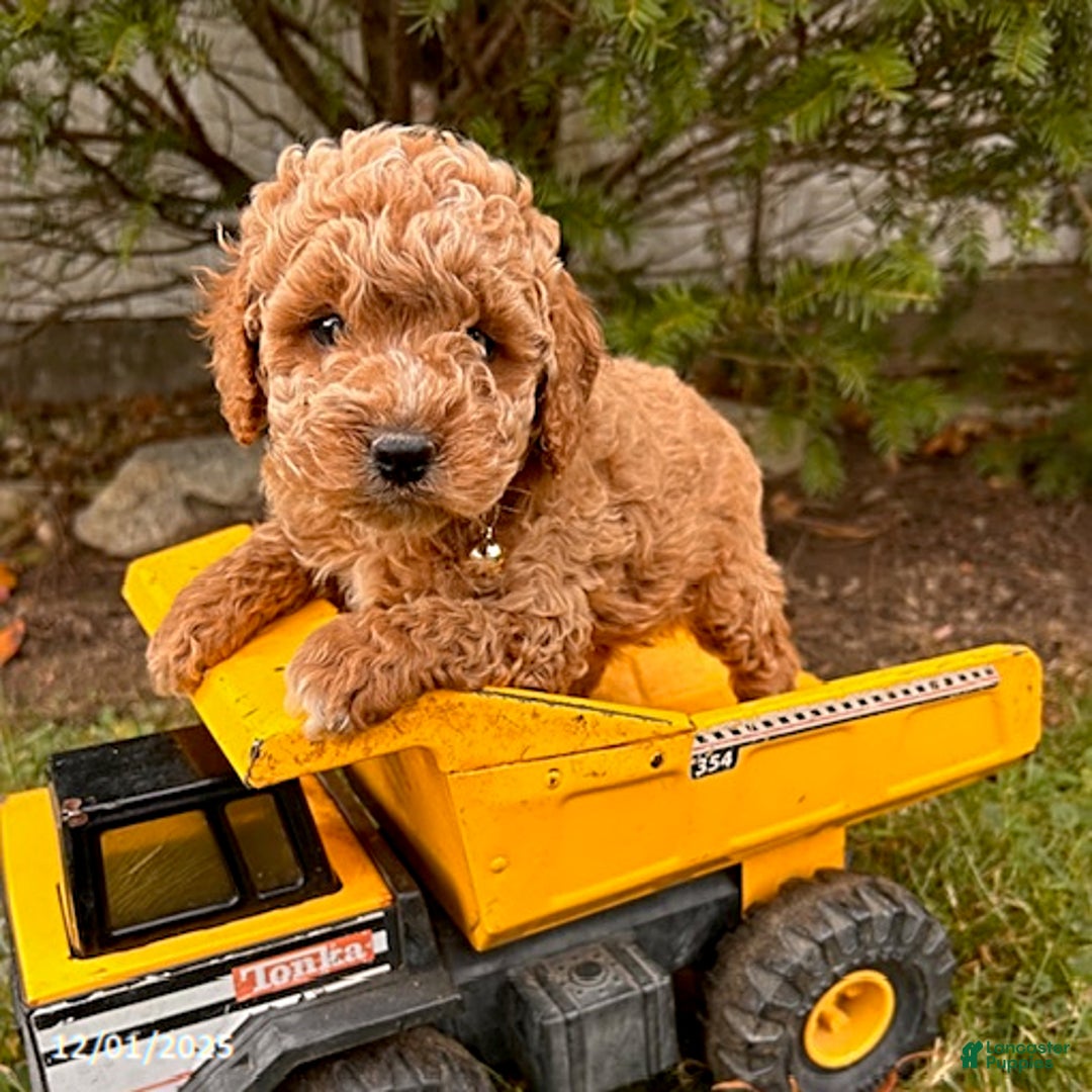 Cockapoo dogs for sale: Luis - Ad 3