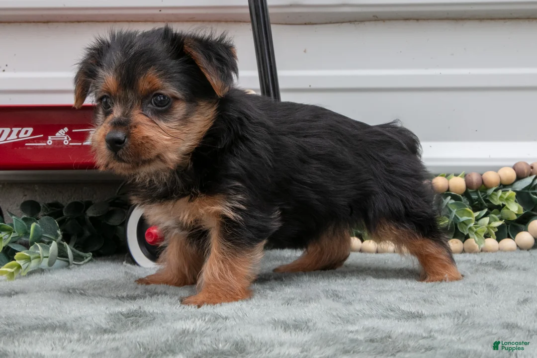 Yorkshire Terrier dogs for sale: Jackie - Ad 3